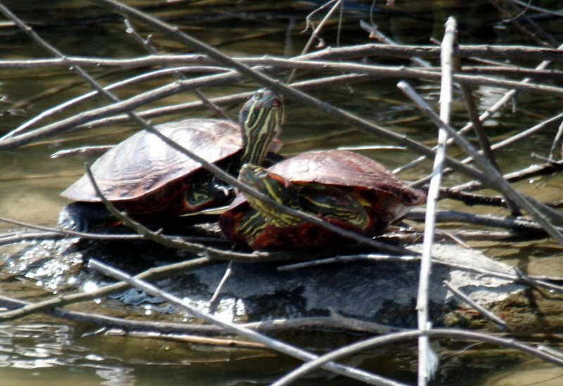 Red-eared Pond Sliders (Trachemys scripta elegans) {!--청거북-->; DISPLAY FULL IMAGE.