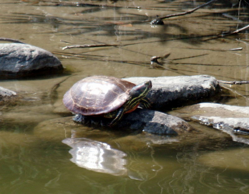 Red-eared Pond Slider (Trachemys scripta elegans) {!--청거북-->; DISPLAY FULL IMAGE.