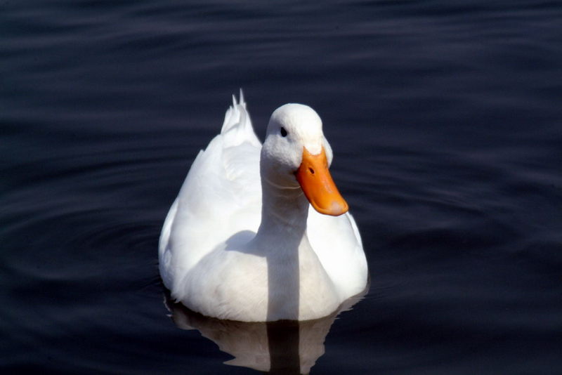 Anas platyrhynchos domesticus (Domestic Duck); DISPLAY FULL IMAGE.