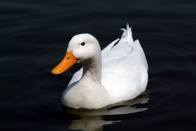 Anas platyrhynchos domesticus (Domestic Duck); DISPLAY FULL IMAGE.