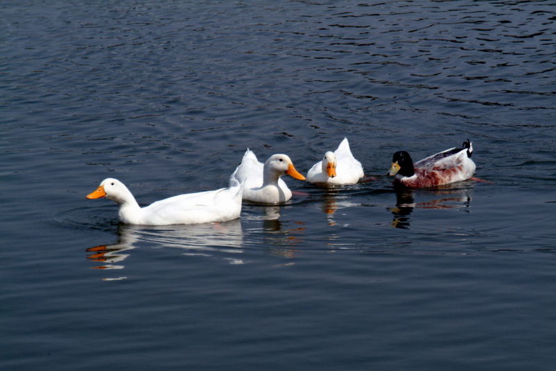 Anas platyrhynchos domesticus (Domestic Ducks); DISPLAY FULL IMAGE.