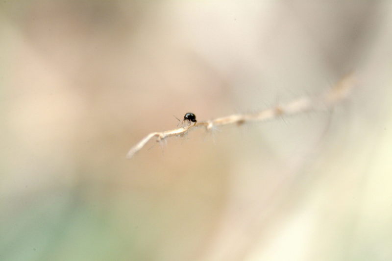 Small Bug; DISPLAY FULL IMAGE.