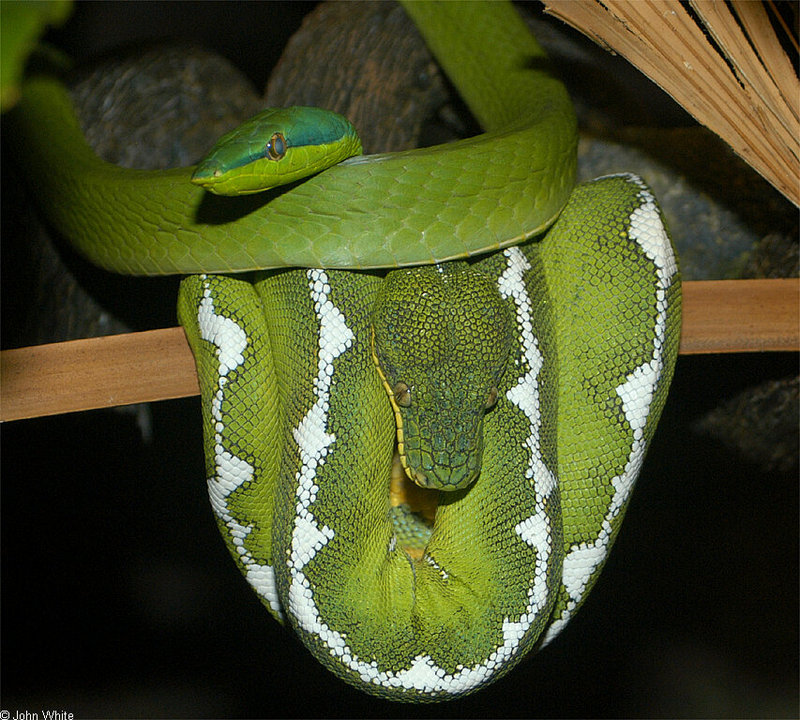 Misc Snakes - Amazonian Vine Snake (Oxybelis fuligidus) and Emerald Tree Boa (Corallus canina); DISPLAY FULL IMAGE.
