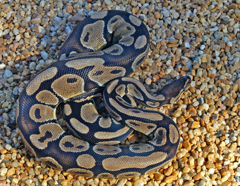 Misc Snakes - Ball Python (Python regius)001; DISPLAY FULL IMAGE.