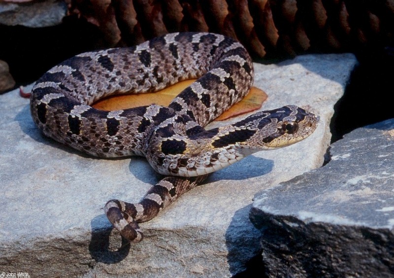 Misc Snakes - Eastern Hognose Snake (Heterodon platirhinos)003; DISPLAY FULL IMAGE.