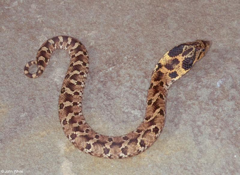 Misc Snakes - Eastern Hognose Snake 003lr; DISPLAY FULL IMAGE.