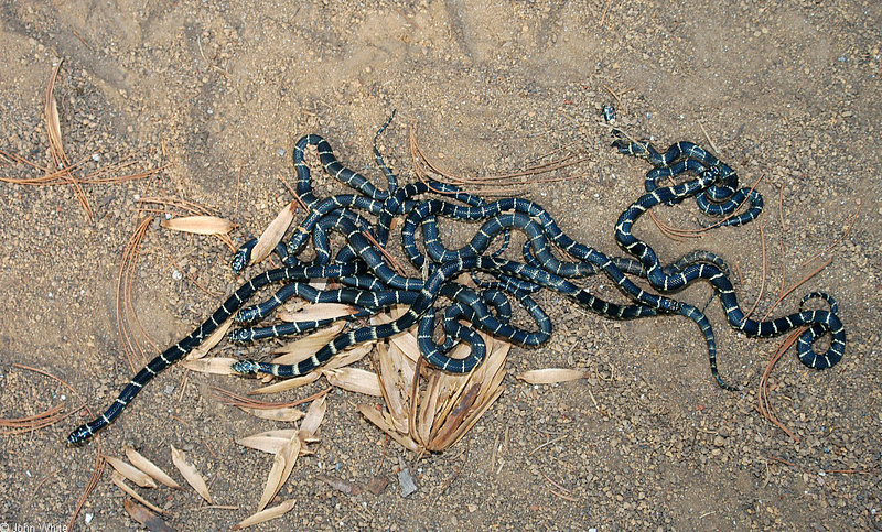 Misc Snakes - Eastern Kingsnake (Lampropeltis getula getula)500; DISPLAY FULL IMAGE.