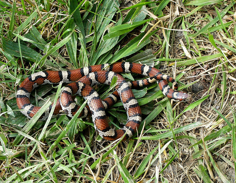 Misc Snakes - Eastern Milk Snake (Lampropeltis triangulum triangulum)099921; DISPLAY FULL IMAGE.