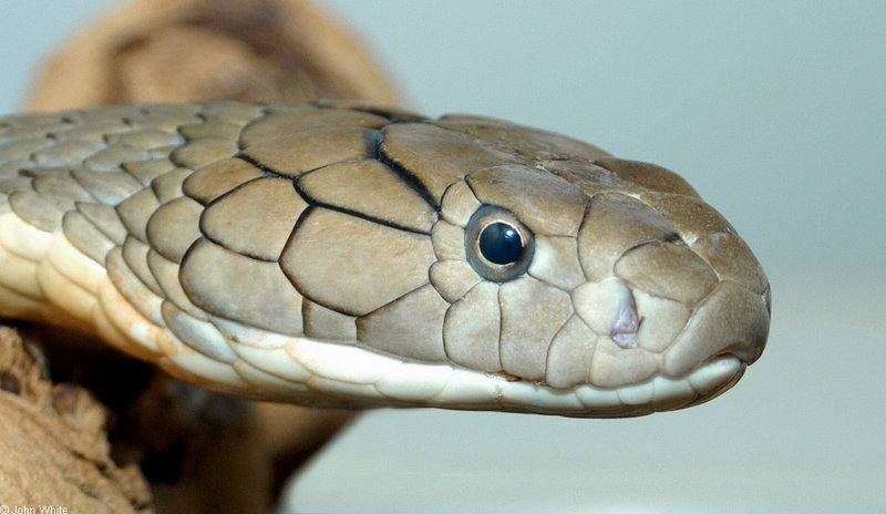 Misc Snakes - King Cobra (Ophiophagus hannah)3068; DISPLAY FULL IMAGE.