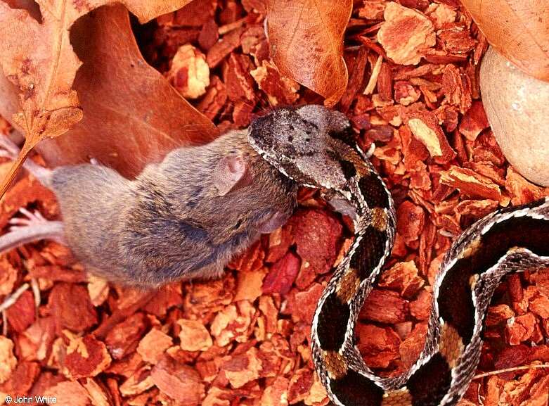 Misc Snakes - Timber Rattlesnake and Mouse 607lr; DISPLAY FULL IMAGE.