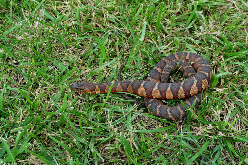 Misc Snakes - Northern Water Snake (Nerodia sipedon sipedon)011; DISPLAY FULL IMAGE.