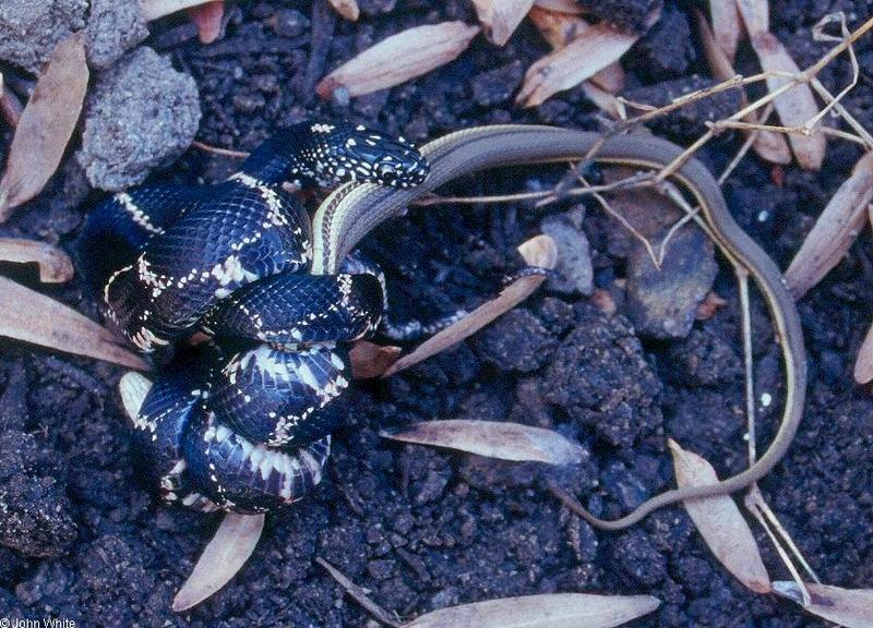 Misc Snakes - eastern king and queen snake 0009 - Eastern kingsnake (Lampropeltis getula), queen snake (Regina septemvittata); DISPLAY FULL IMAGE.