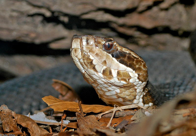 Misc Snakes - cottonmouth 4; DISPLAY FULL IMAGE.
