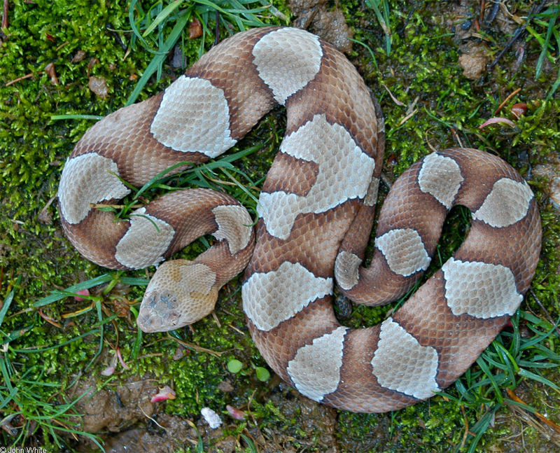 Misc Snakes - Northern Copperhead (Agkistrodon contortrix mokasen)820; DISPLAY FULL IMAGE.