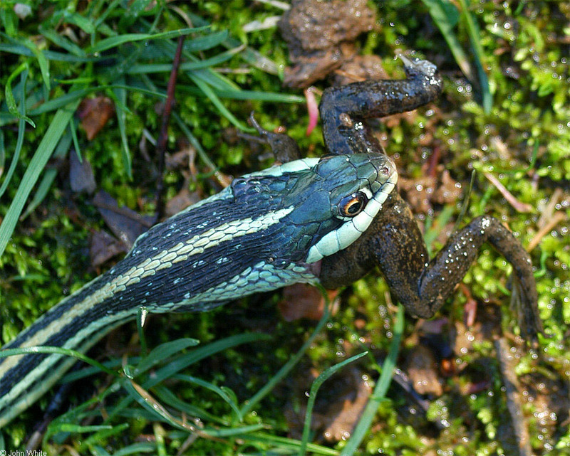 Misc Snakes - ribbon snake and bullfrog 272; DISPLAY FULL IMAGE.