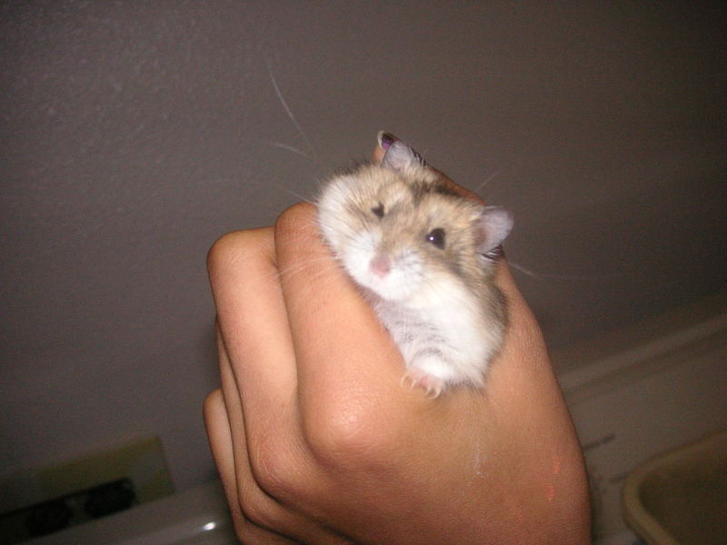 hamster; DISPLAY FULL IMAGE.