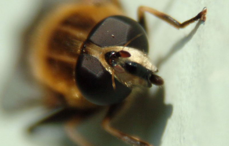 Hoverfly; DISPLAY FULL IMAGE.