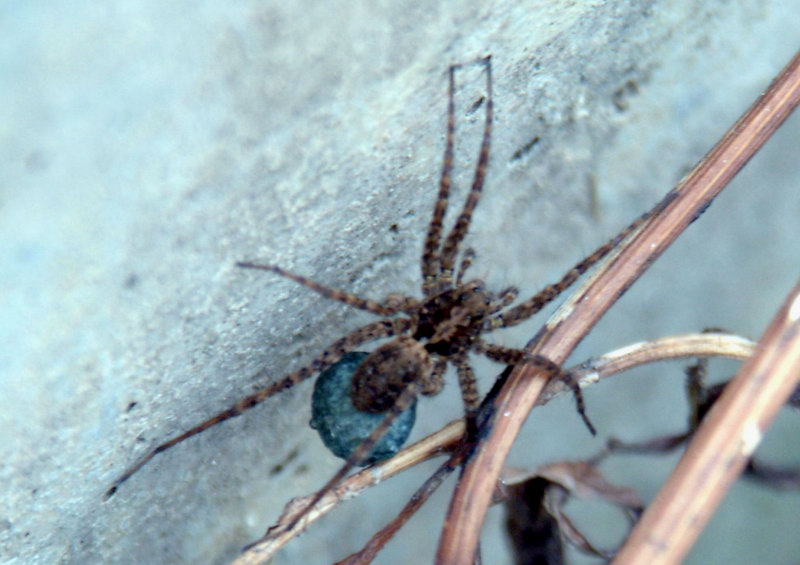 Spider; DISPLAY FULL IMAGE.