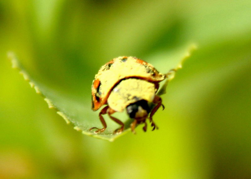 Ladybug; DISPLAY FULL IMAGE.