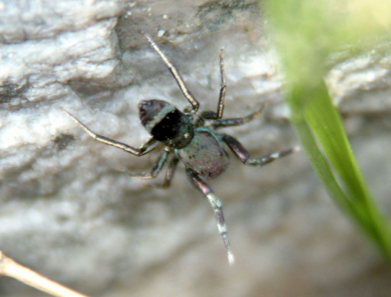 Small but Cute Spider; DISPLAY FULL IMAGE.