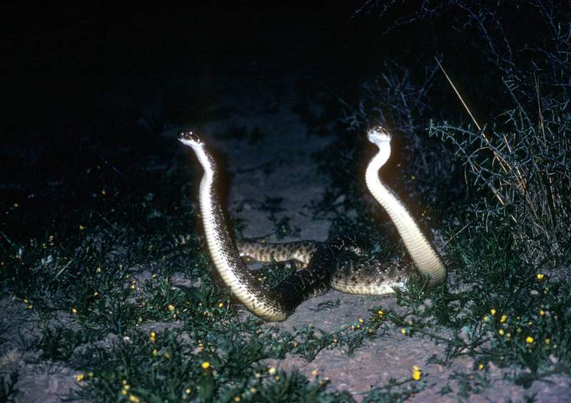 Western Diamondback Rattlesnake (Crotalus atrox) {!--서부다이아몬드방울뱀-->; DISPLAY FULL IMAGE.