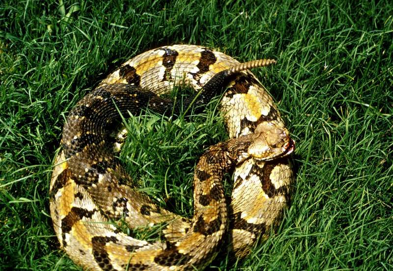 Timber Rattlesnake (Crotalus horridus) {!-목재방울뱀-->; DISPLAY FULL IMAGE.