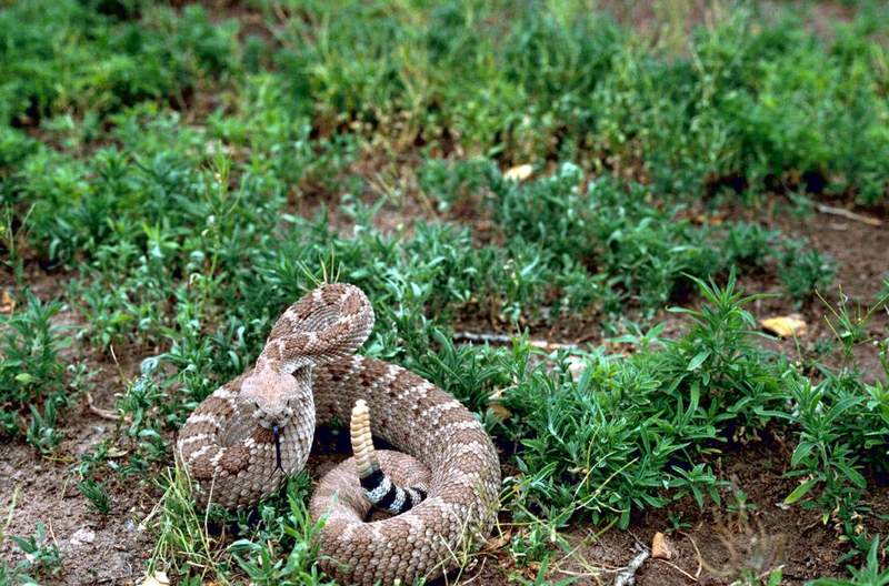 Western Diamondback Rattlesnake (Crotalus atrox) {!-서부다이아몬드방울뱀-->; DISPLAY FULL IMAGE.