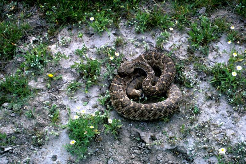 Western Diamondback Rattlesnake (Crotalus atrox) {!-서부다이아몬드방울뱀-->; DISPLAY FULL IMAGE.