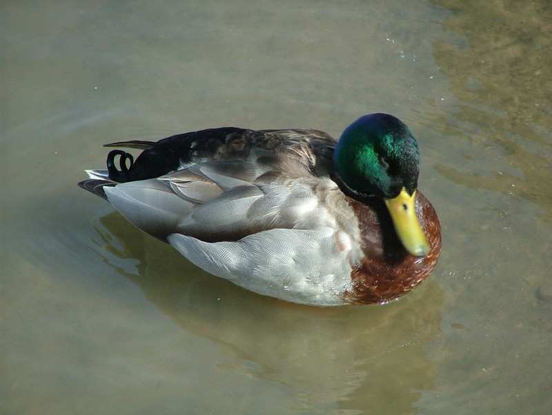 Mallard; DISPLAY FULL IMAGE.