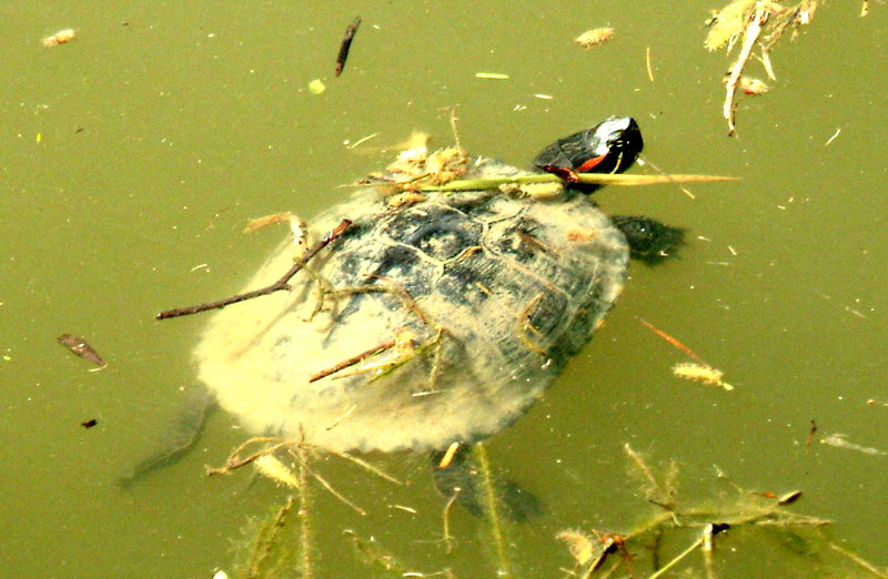 Red-eared Pond Slider (Trachemys scripta elegans) {!--청거북(붉은귀거북)-->; DISPLAY FULL IMAGE.