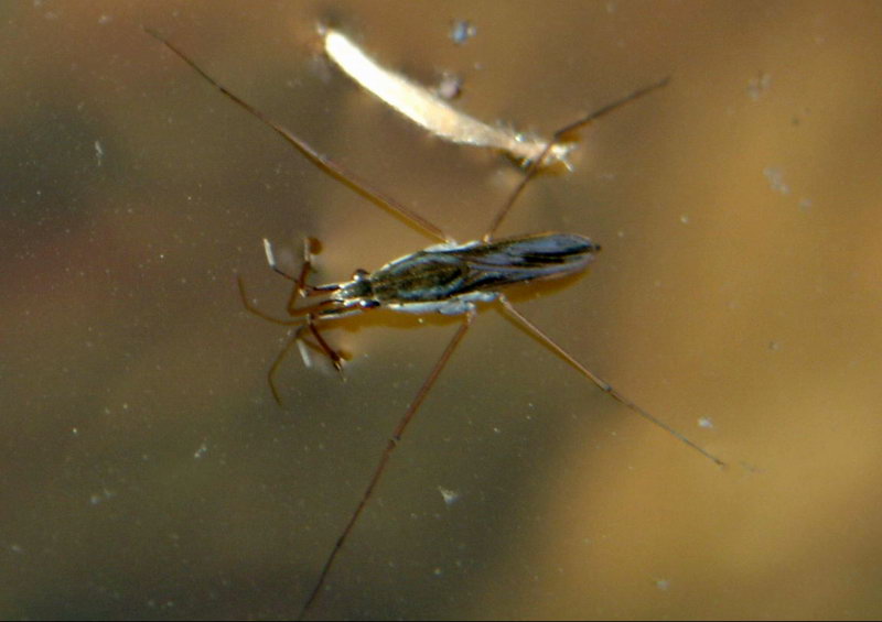 Paludum water strider (Aquarius paludum) {!--소금쟁이-->; DISPLAY FULL IMAGE.