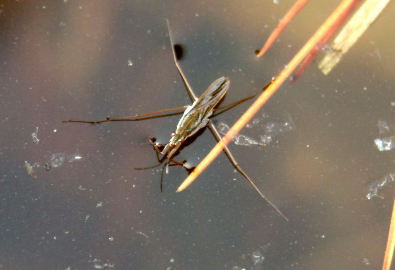 Paludum water strider (Aquarius paludum) {!--소금쟁이-->; DISPLAY FULL IMAGE.