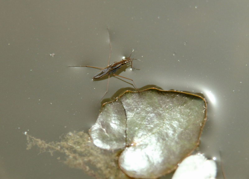 Paludum water strider (Aquarius paludum) {!--소금쟁이-->; DISPLAY FULL IMAGE.