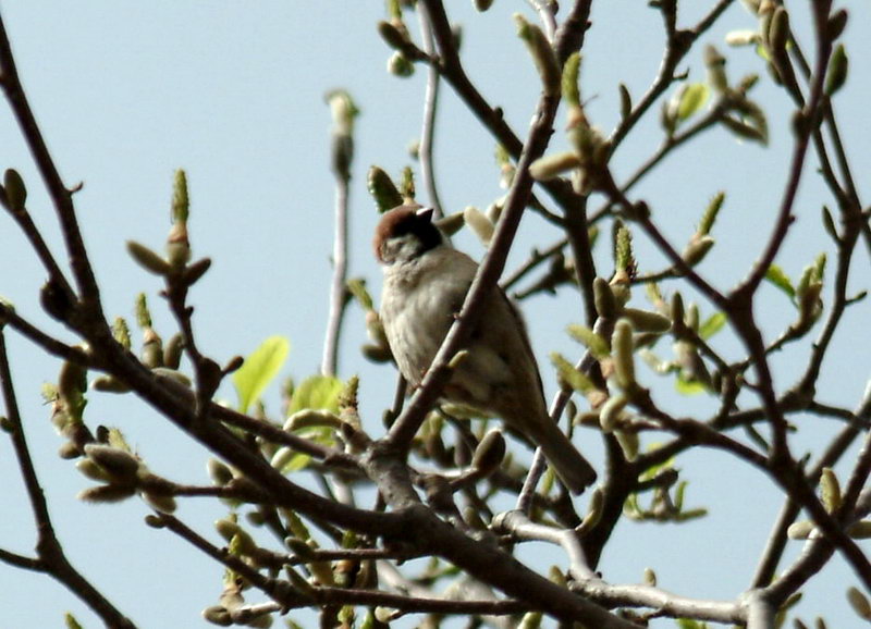 Eurasian Tree Sparrow on tree {!--참새-->; DISPLAY FULL IMAGE.
