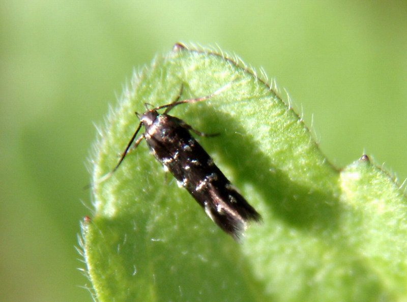 Small Moth, 7~8mm {!--화나방 종류?-->; DISPLAY FULL IMAGE.