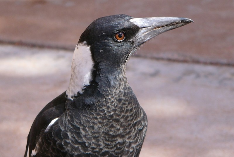 Australian magpie 1; DISPLAY FULL IMAGE.
