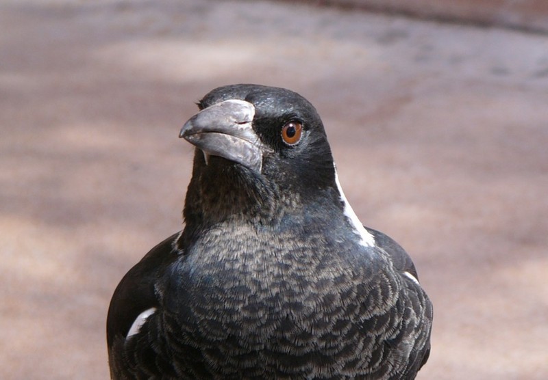 Australian magpie 2; DISPLAY FULL IMAGE.
