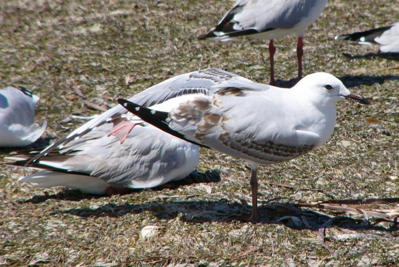 gull stretch left; DISPLAY FULL IMAGE.