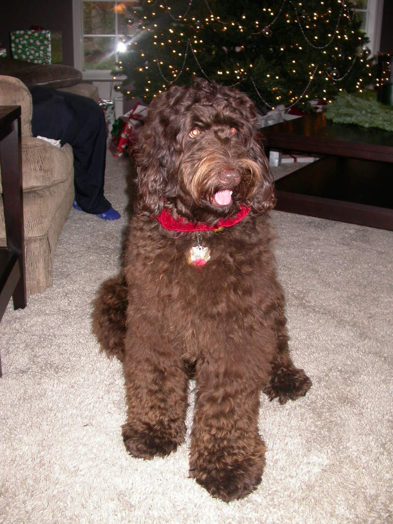 Labradoodle; DISPLAY FULL IMAGE.