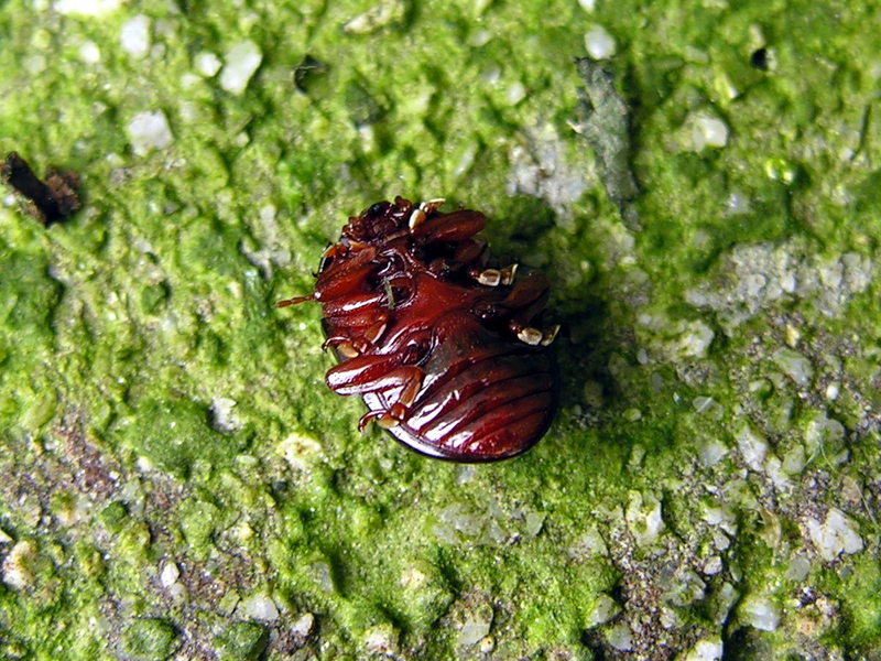 beatle; DISPLAY FULL IMAGE.