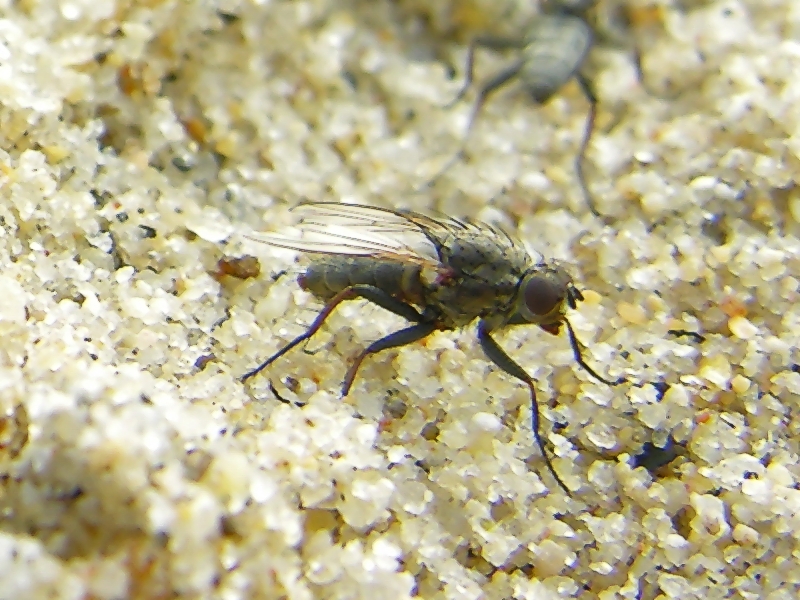 fly; DISPLAY FULL IMAGE.