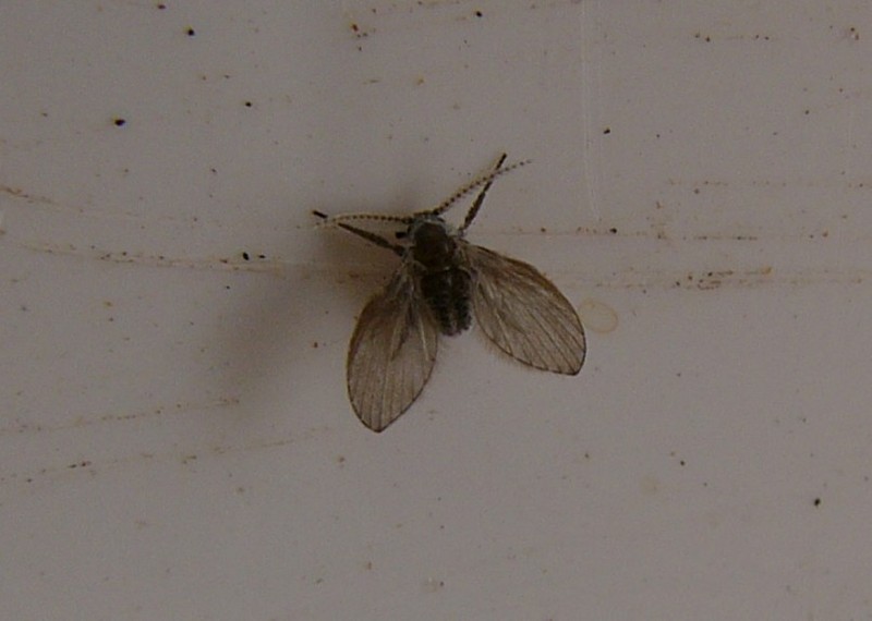 strange little fly; DISPLAY FULL IMAGE.