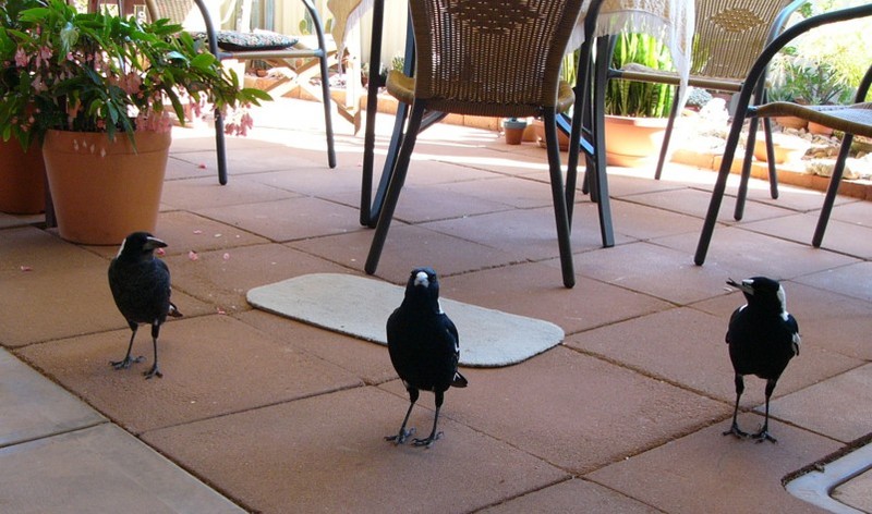 the 3 stooges (Australian magpies); DISPLAY FULL IMAGE.
