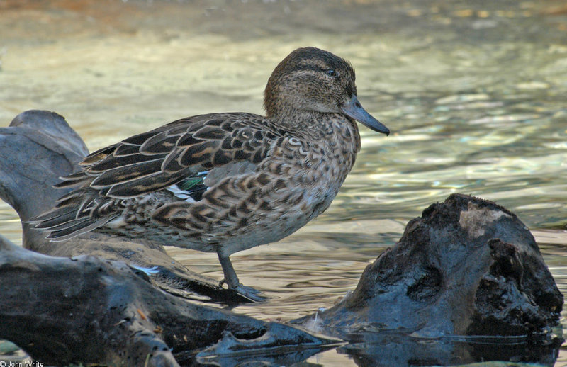 Mics critters - duck.jpg; DISPLAY FULL IMAGE.