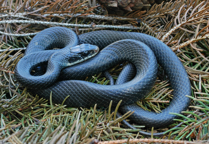 Mics critters - Northern Black Racer (Coluber constrictor constrictor)00350; DISPLAY FULL IMAGE.