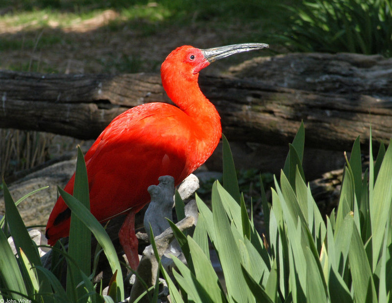 Mics critters - Scarlet Ibis (Eudocimus ruber); DISPLAY FULL IMAGE.