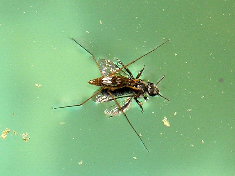 Water strider's dinner; DISPLAY FULL IMAGE.