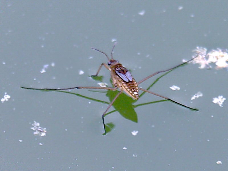 water strider; DISPLAY FULL IMAGE.