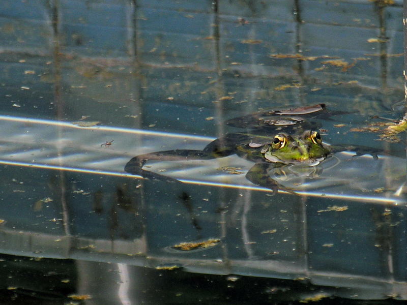 frog; DISPLAY FULL IMAGE.