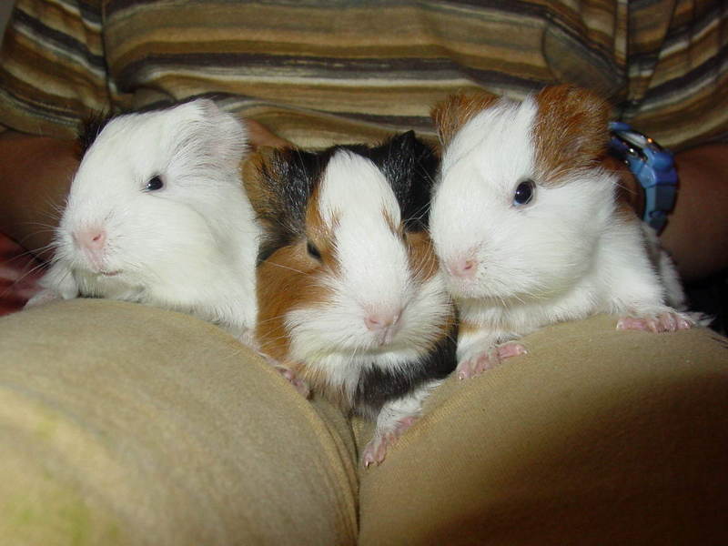 Guinea Pig; DISPLAY FULL IMAGE.